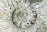 Huge, Tractor Ammonite (Douvilleiceras) Fossil - Madagascar #142945-1